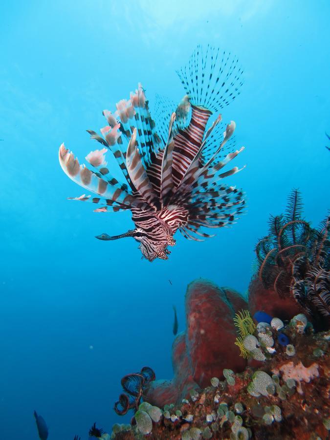 Jukung Dive Resort Bali Amed Exterior foto