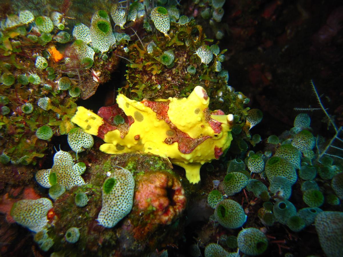 Jukung Dive Resort Bali Amed Exterior foto